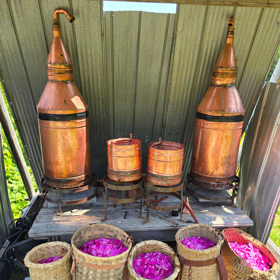Wild Rose Toner