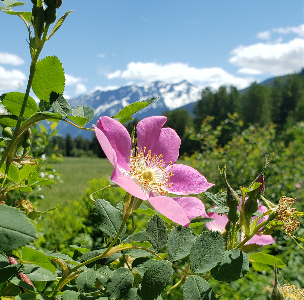 Wild Rose Butter