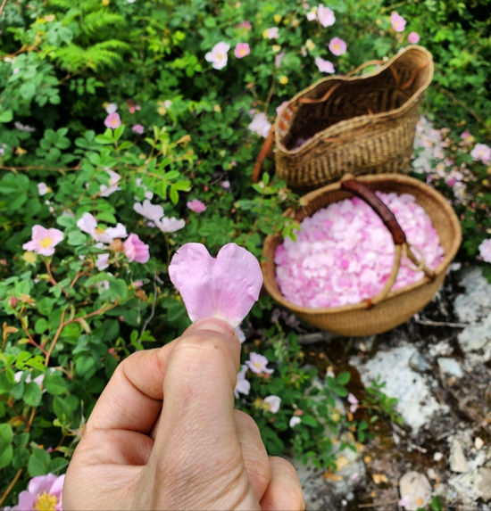 Wild Rose Skin Butter